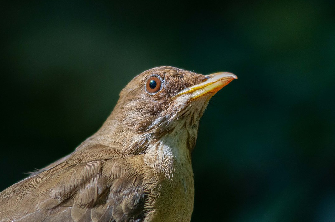 Creamy-bellied Thrush - ML647358417