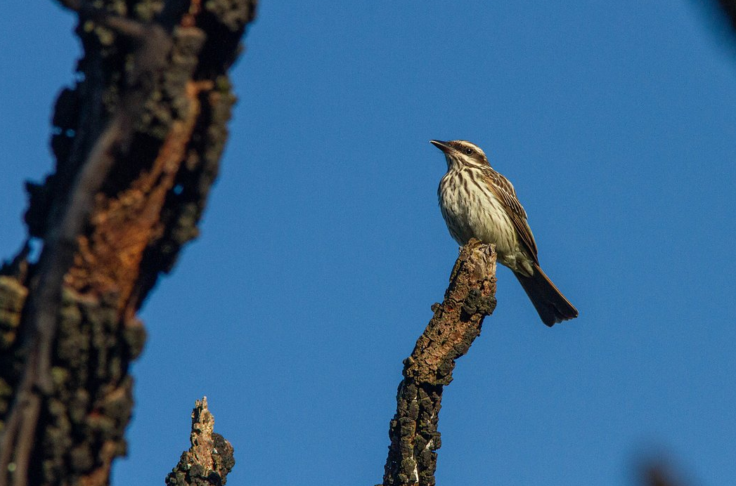 Streaked Flycatcher - ML647358427