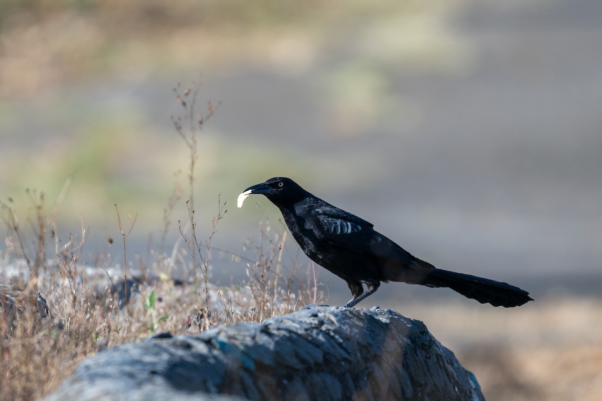 Great-tailed Grackle - ML647358436