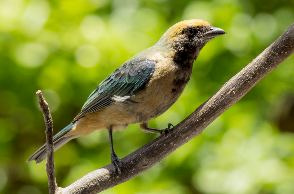 Burnished-buff Tanager - ML647358452