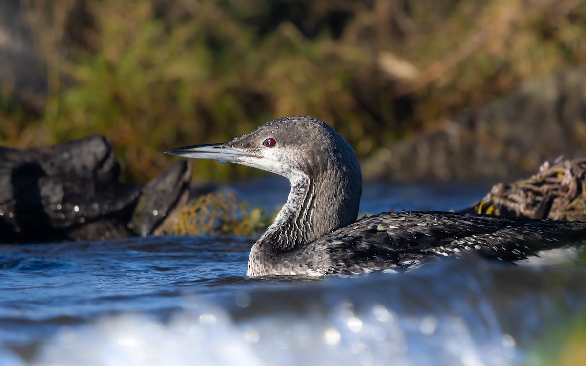 storlom - ML647358458