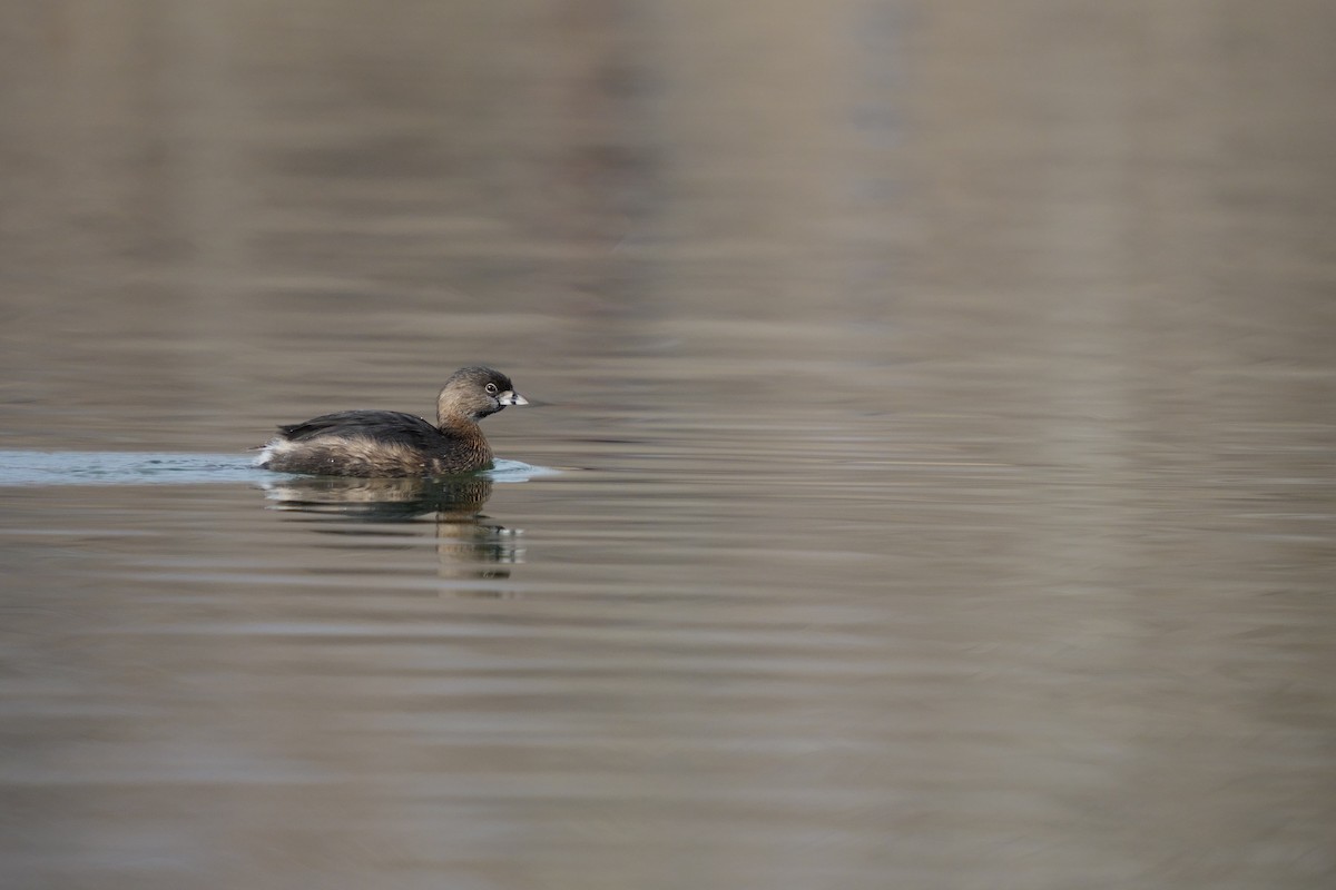 Pied-billed Grebe - ML647358484