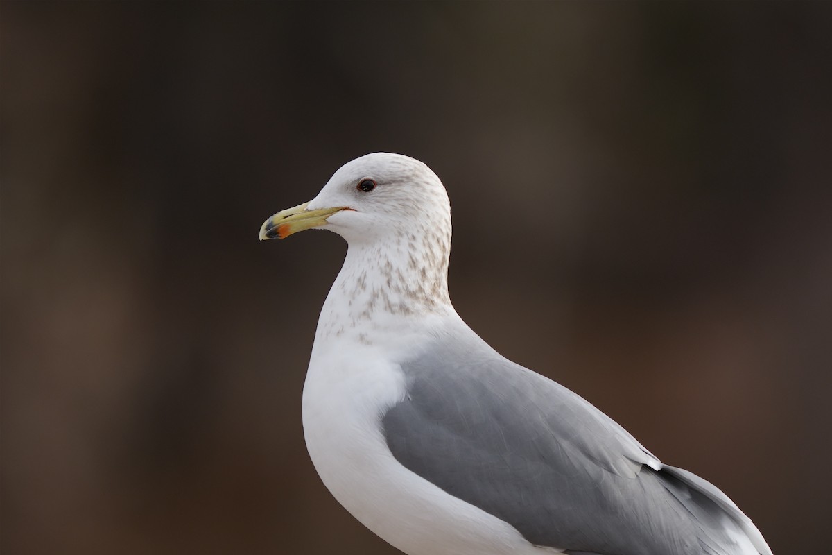 California Gull - ML647358486