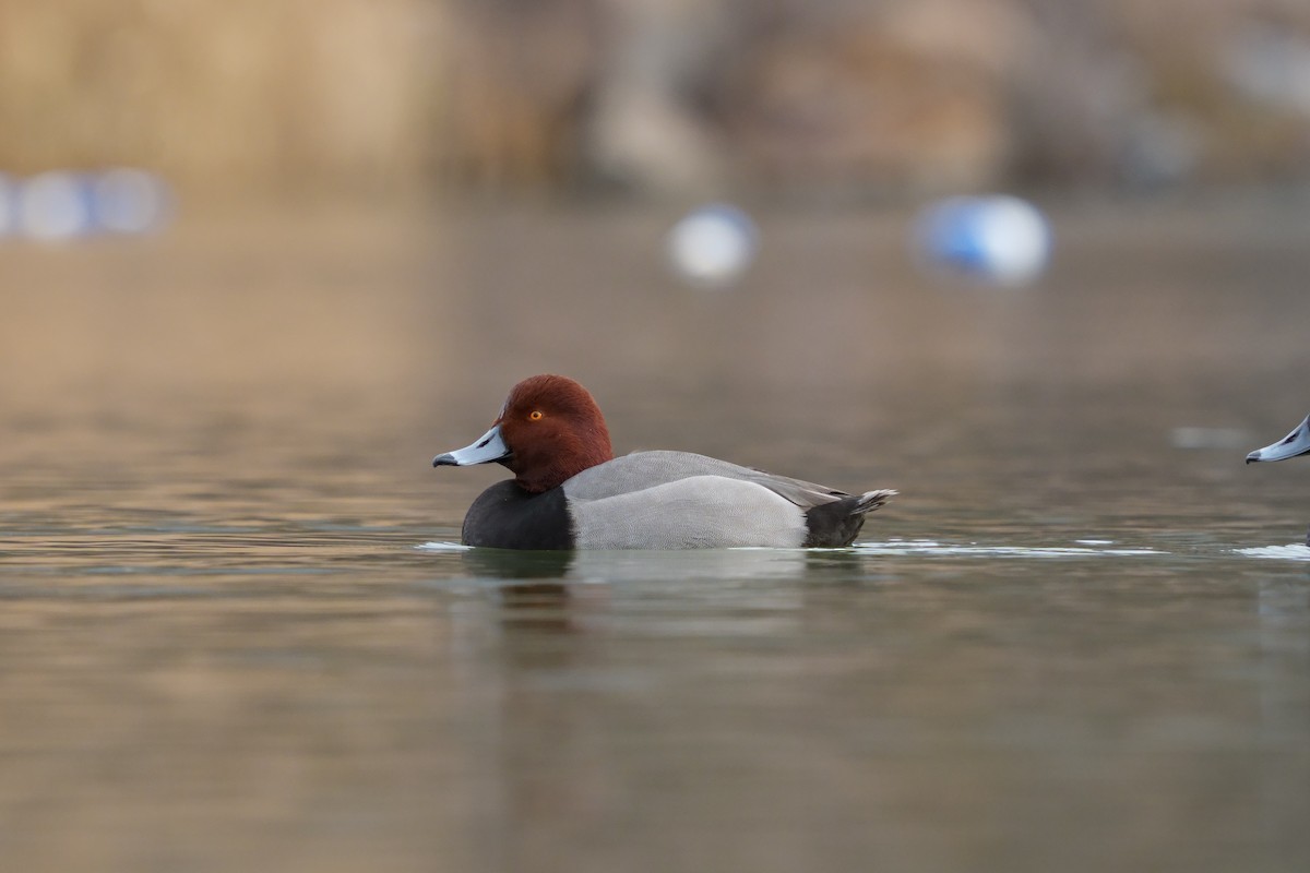 Redhead - ML647358488