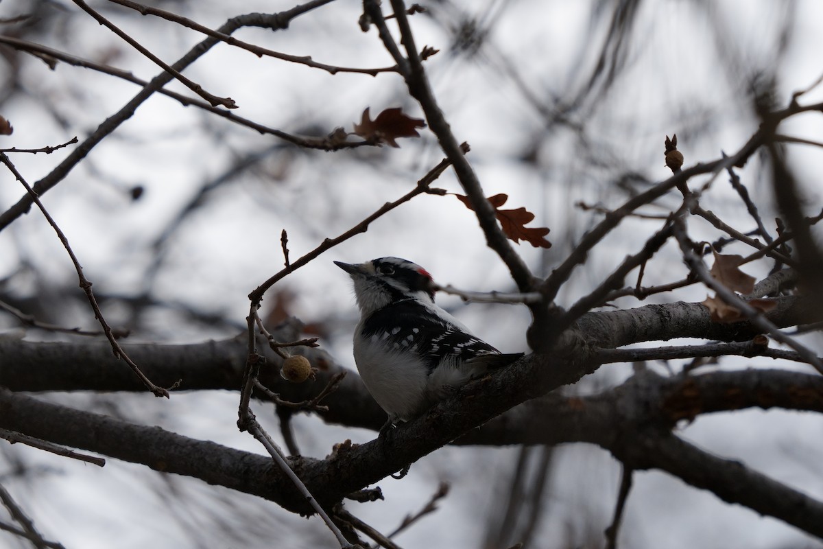 Downy Woodpecker - ML647358500