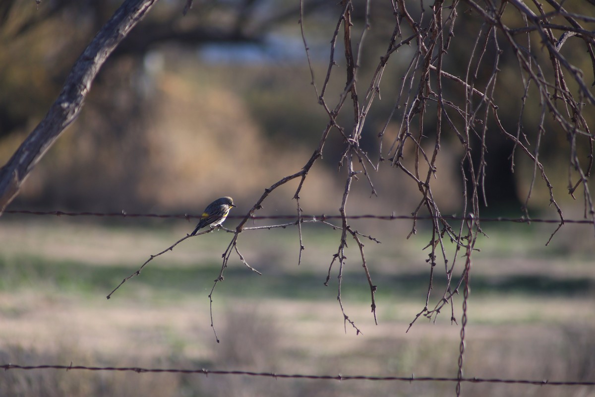 Yellow-rumped Warbler - ML647358503