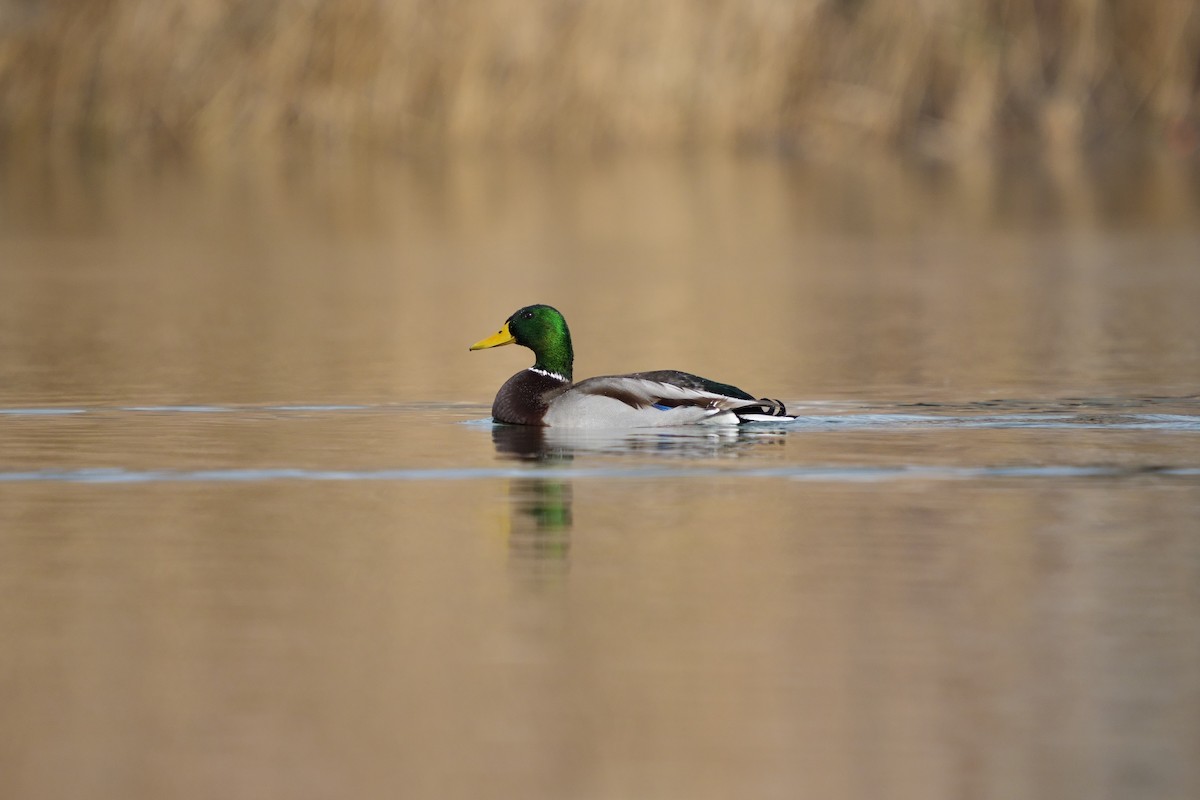 Mallard - ML647358504