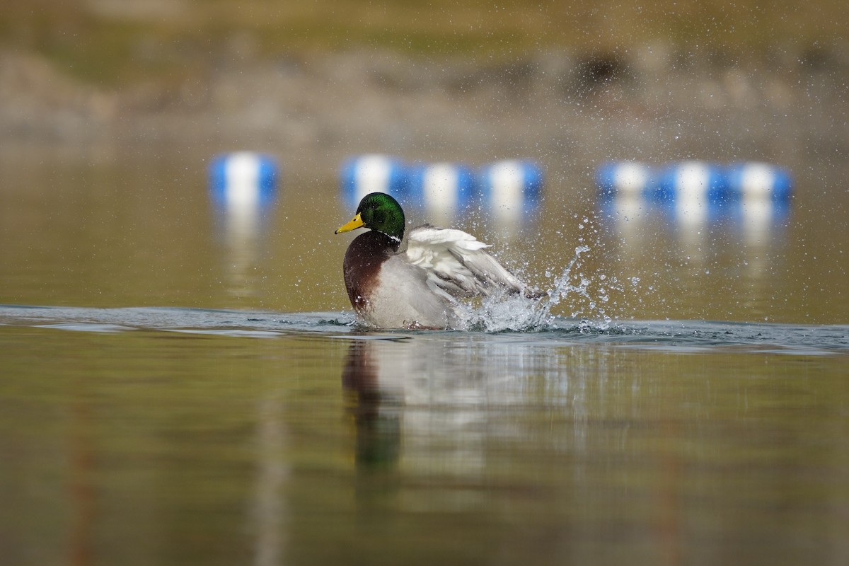 Mallard - ML647358505