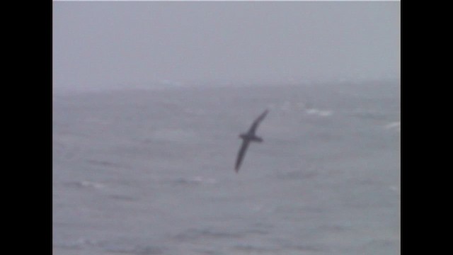 Буревісник тонкодзьобий - ML647358506