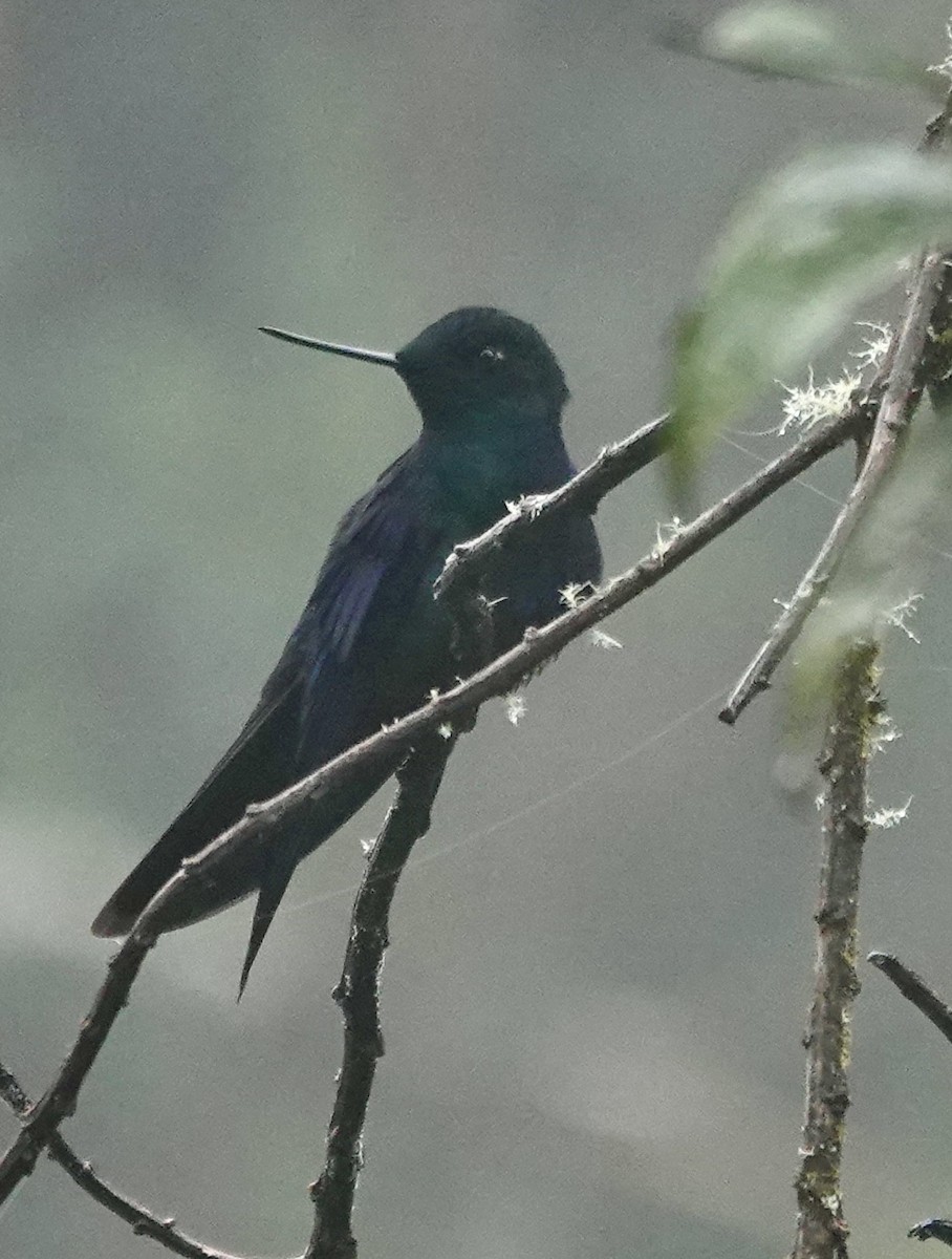 Safir Kanatlı Kolibri - ML647358512