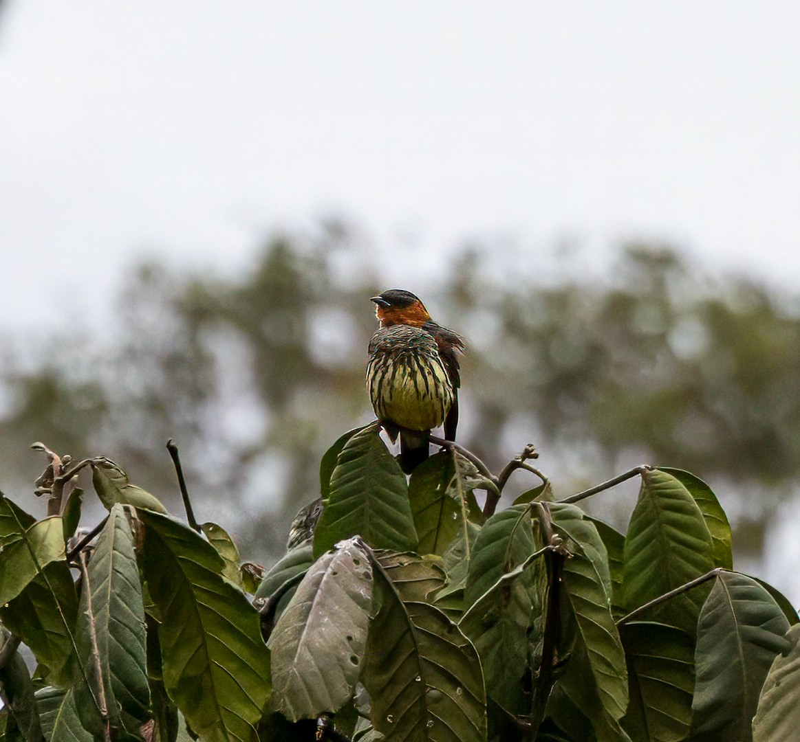Chestnut-crested Cotinga - ML647358531
