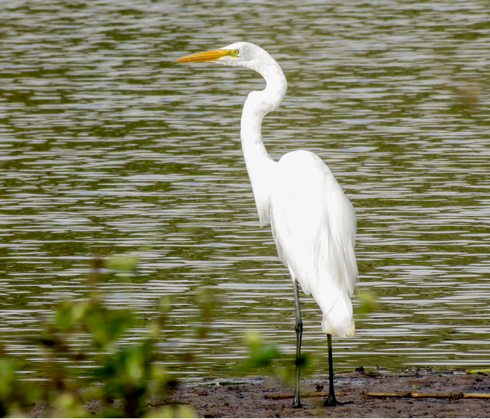 Great Egret - ML647358539