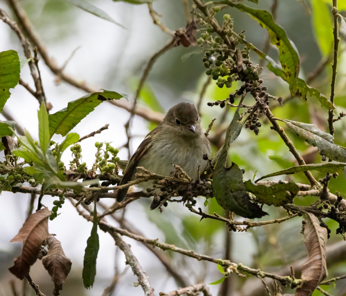 Bran-colored Flycatcher - ML647358542