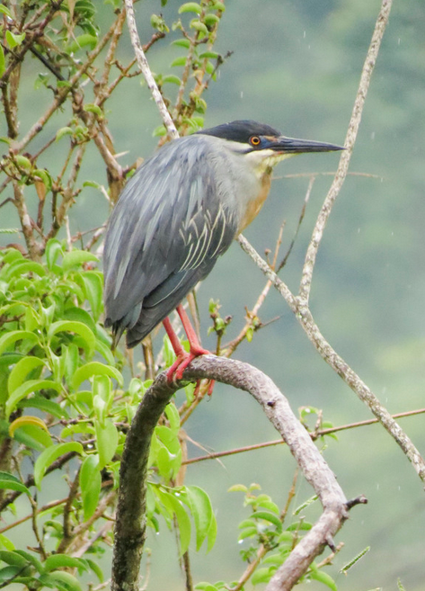 Striated Heron - ML647358544
