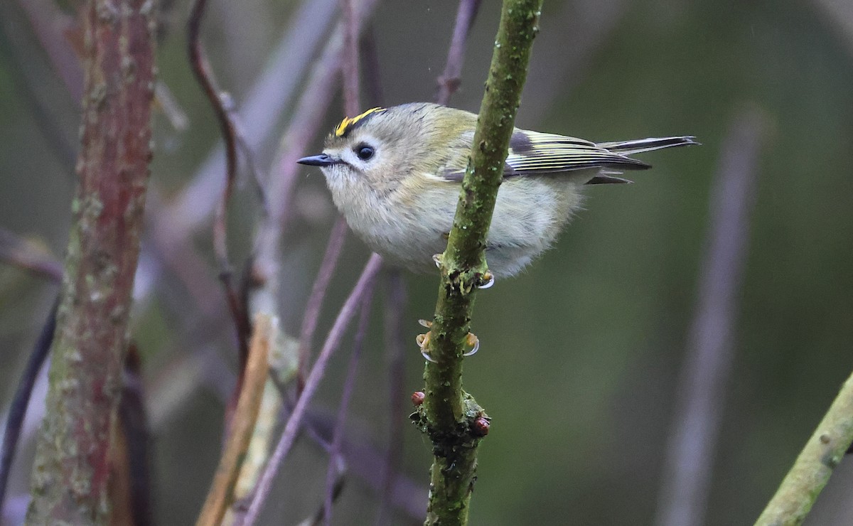 Goldcrest (European) - ML647358545