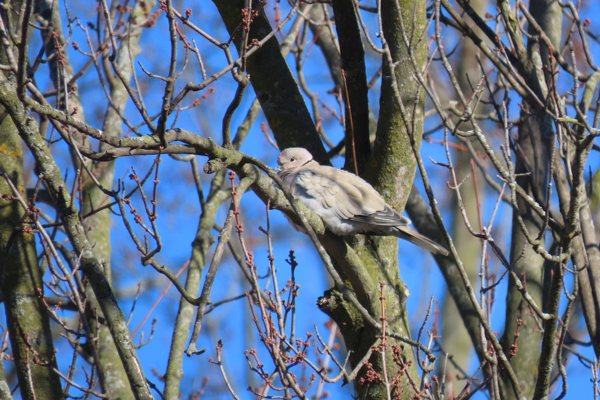 Usapal turkiarra - ML647358546