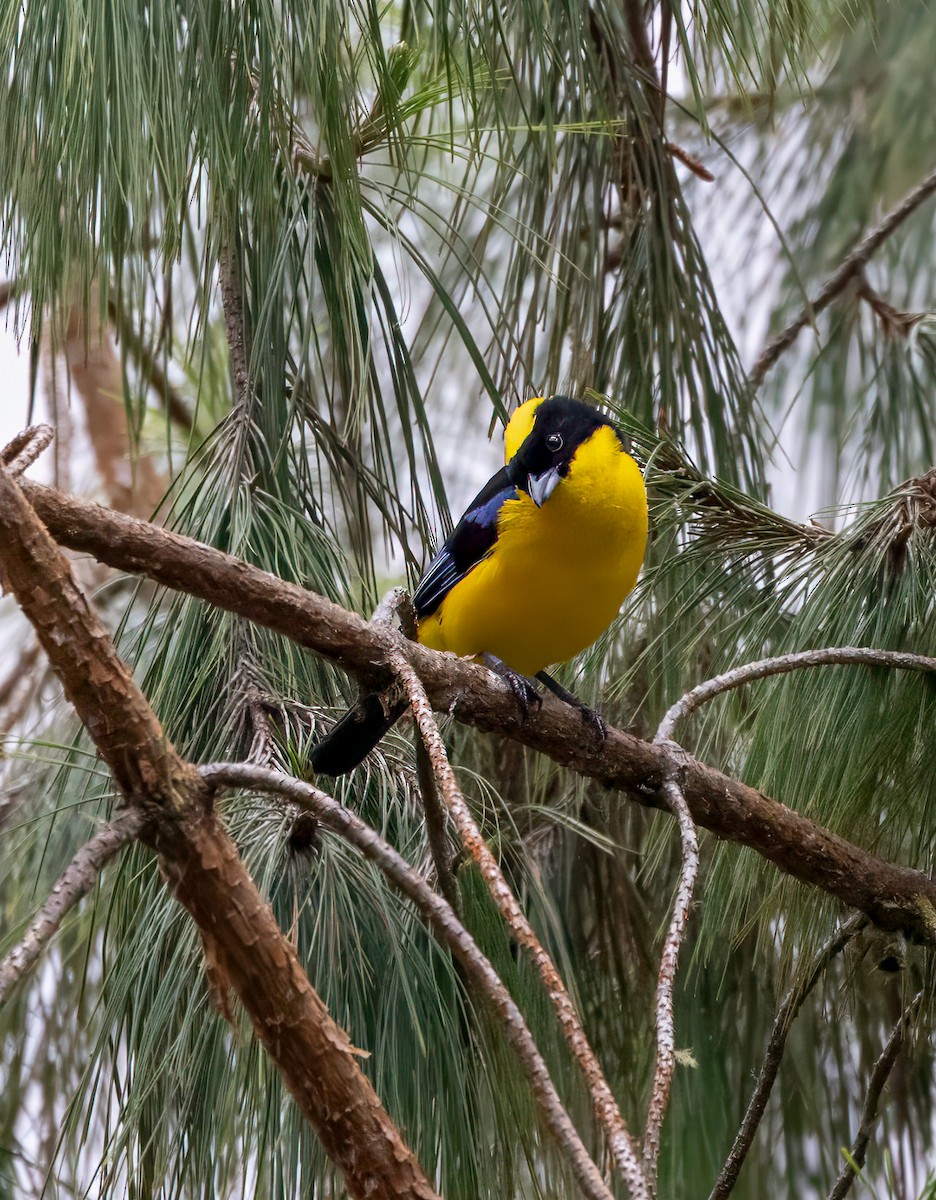 Blue-winged Mountain Tanager - ML647358547