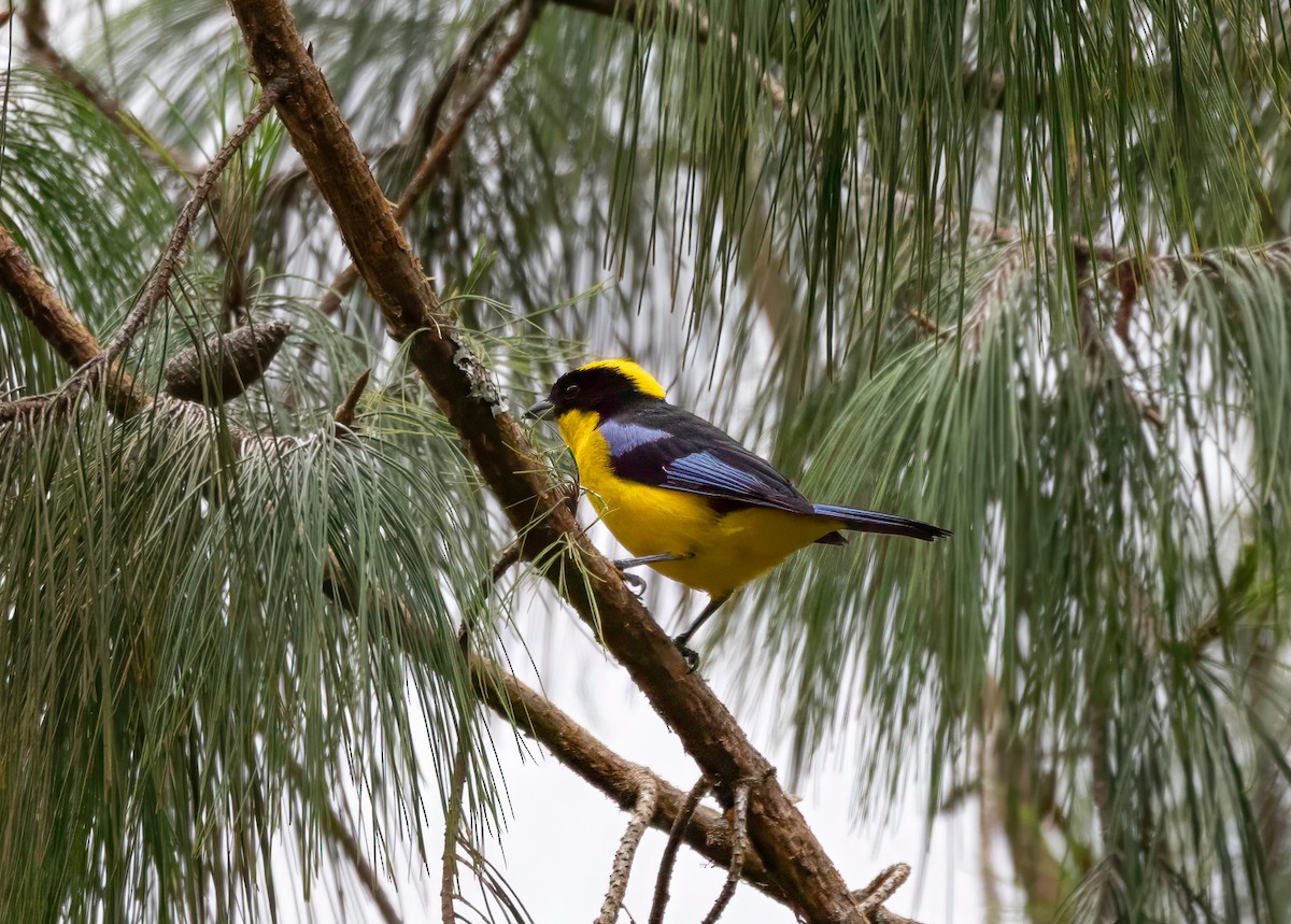 Blue-winged Mountain Tanager - ML647358548