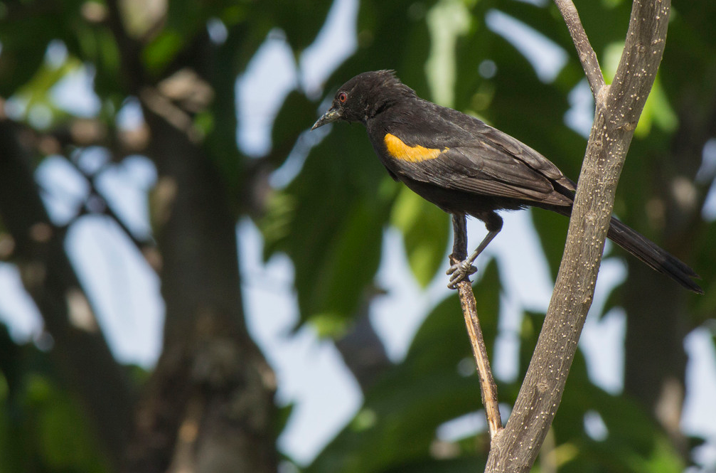 Variable Oriole - ML647358550