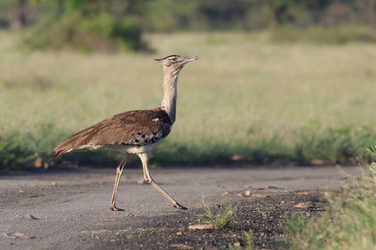 Kori Toyu - ML647358557