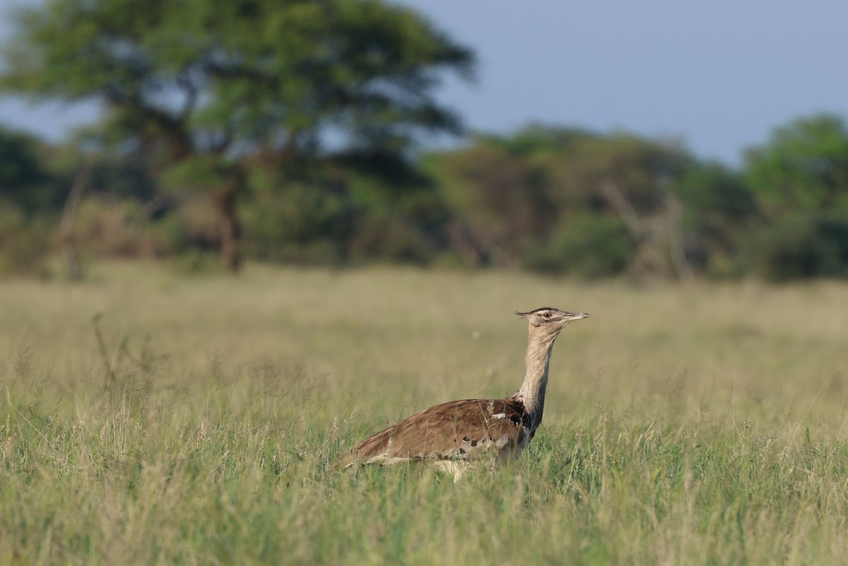 Kori Toyu - ML647358558