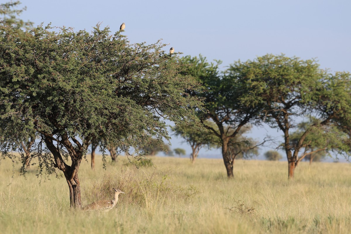 Kori Toyu - ML647358559