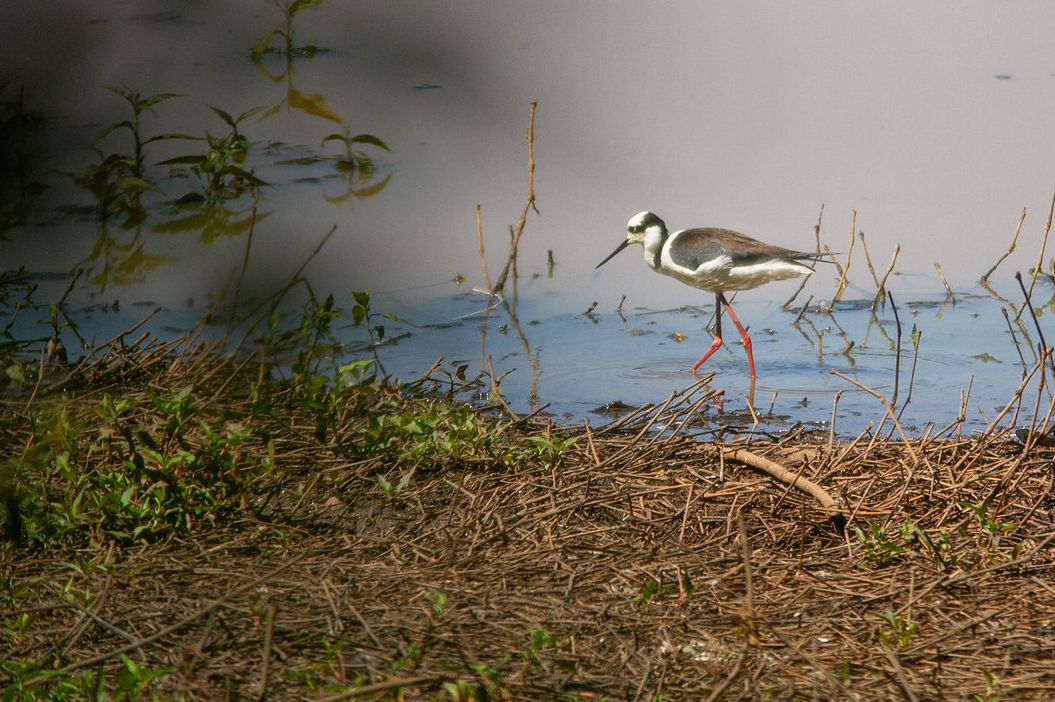 Black-necked Stilt (White-backed) - ML647358562