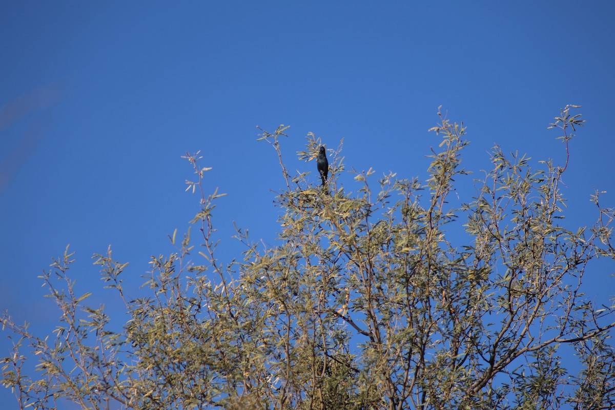 Phainopepla - ML647358564