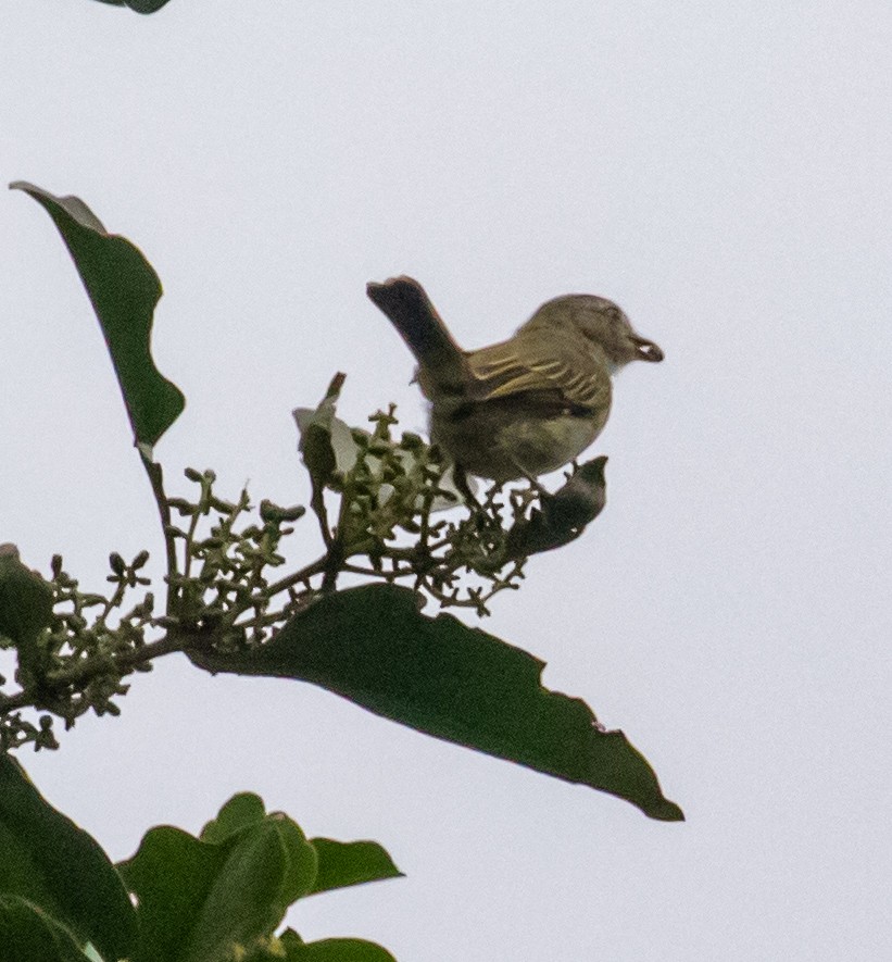 Mistletoe Tyrannulet - ML647358570