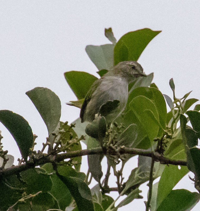 Mistletoe Tyrannulet - ML647358571