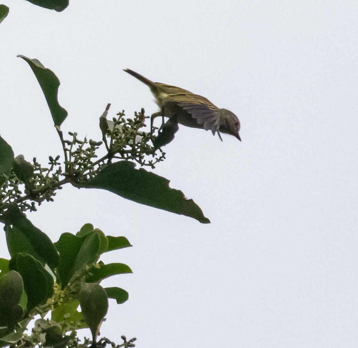 Mistletoe Tyrannulet - ML647358572