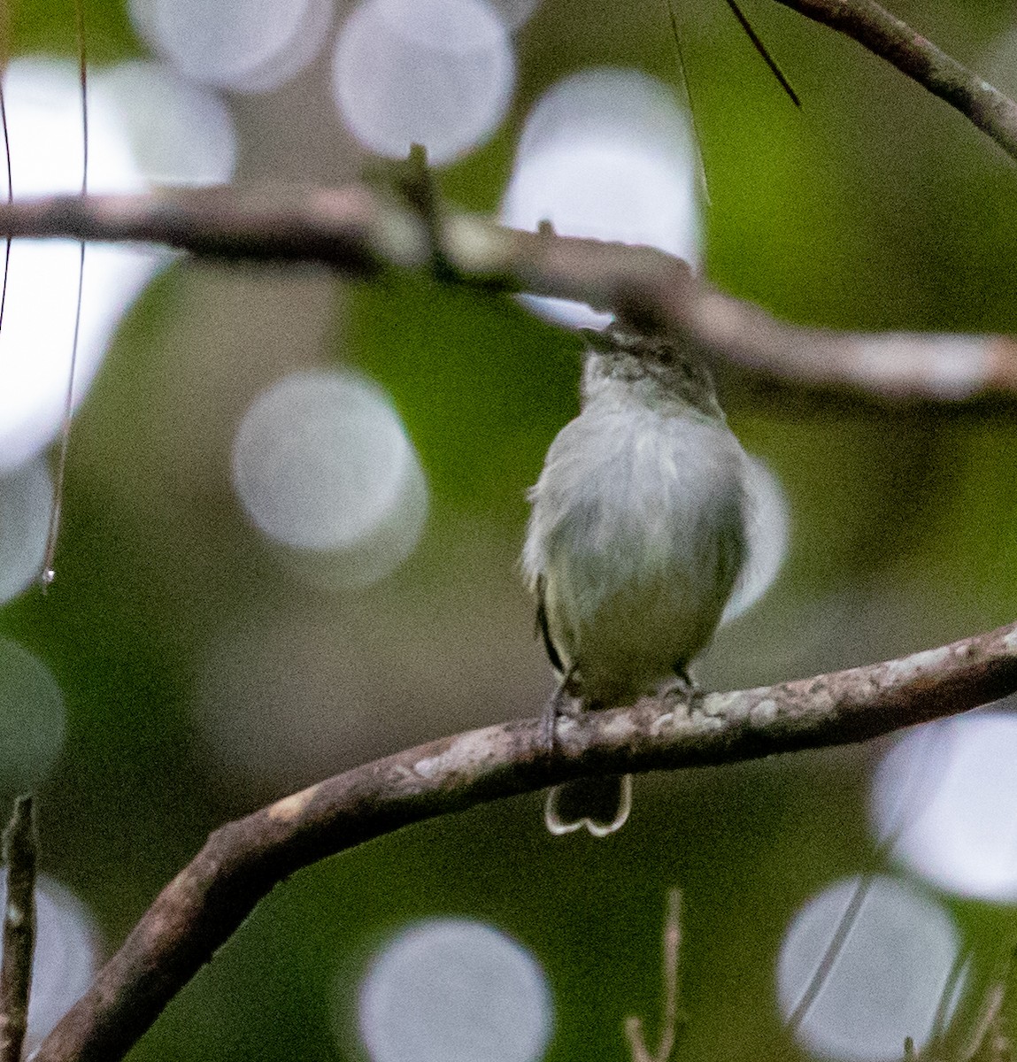 Mistletoe Tyrannulet - ML647358573
