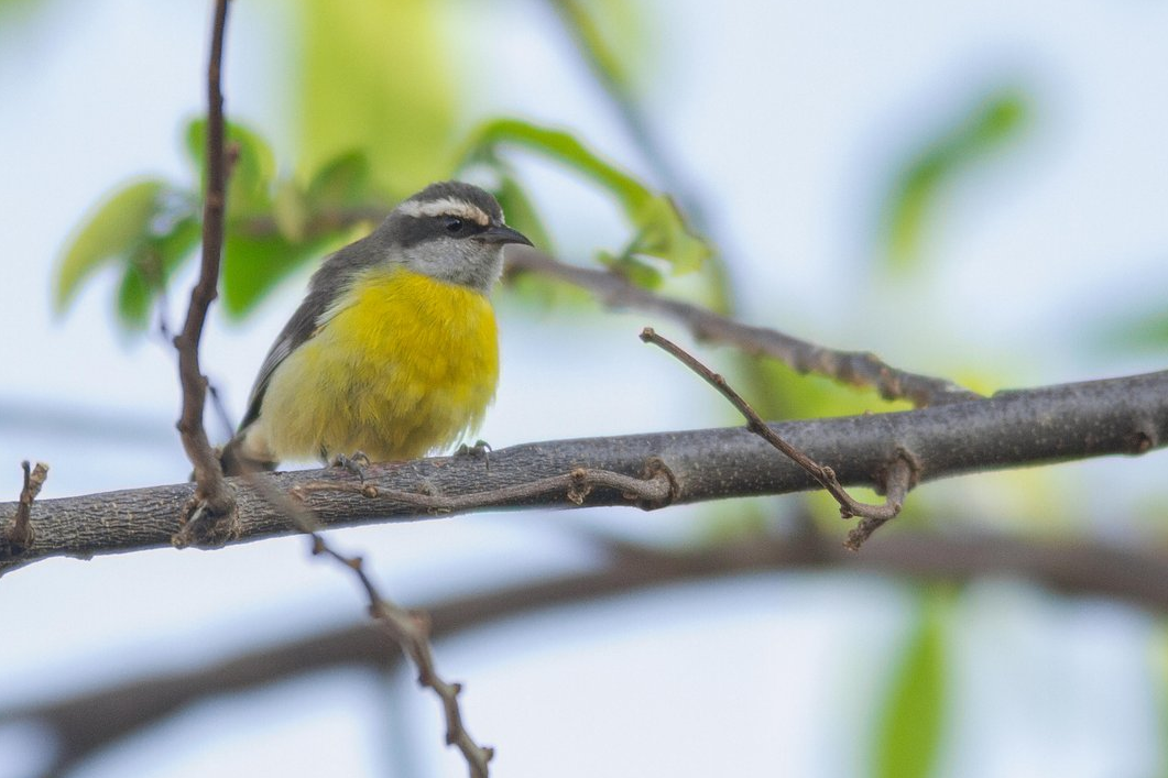 Bananaquit - ML647358575