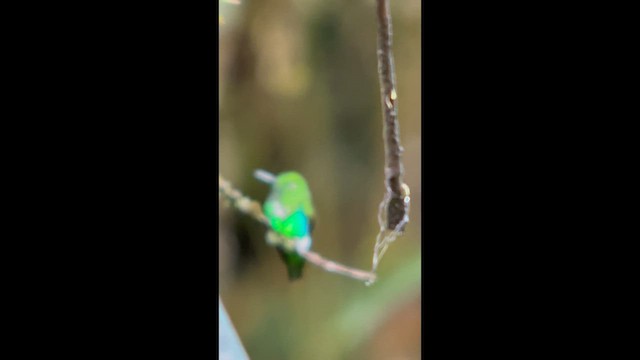 Еріон смарагдовий - ML647358599