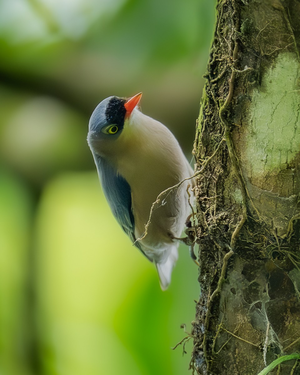 Velvet-fronted Nuthatch - ML647358602