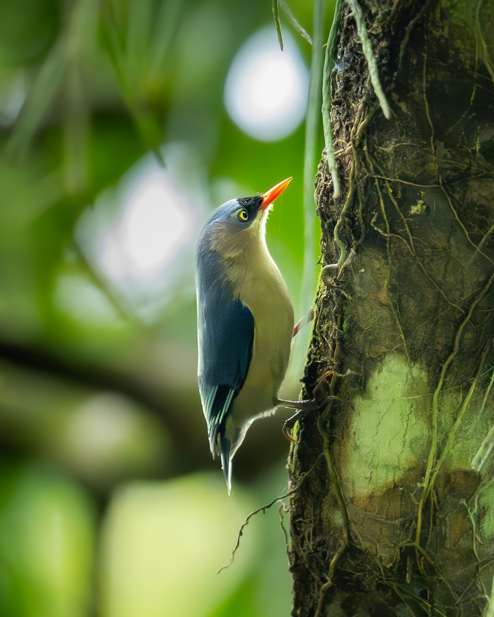 Velvet-fronted Nuthatch - ML647358603