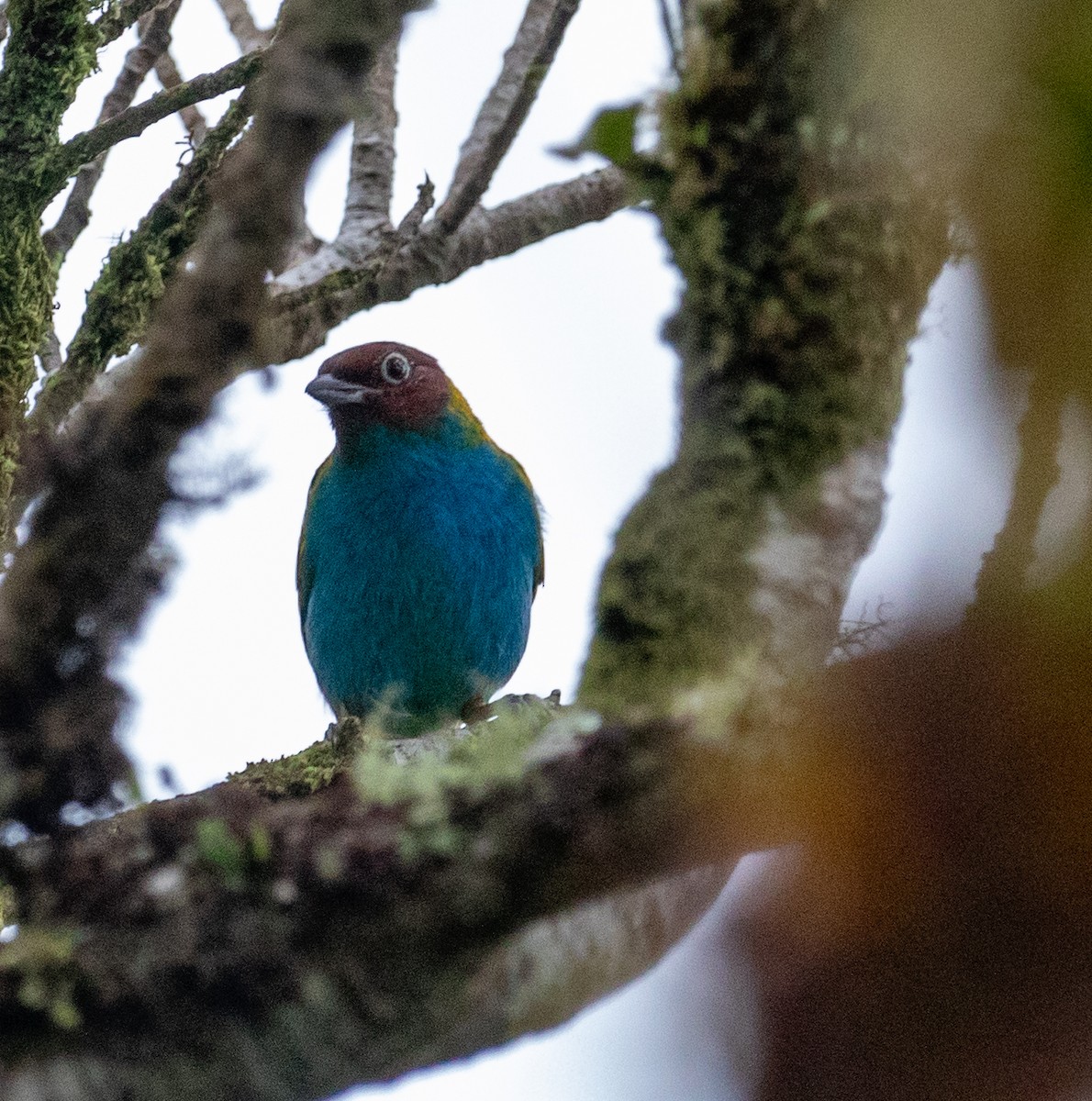 Calliste rouverdin (groupe albertinae) - ML647358605