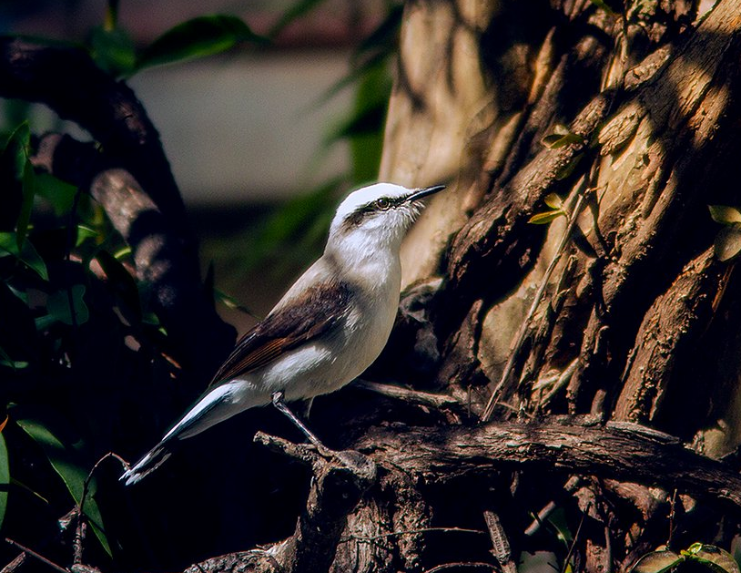 Masked Water-Tyrant - ML647358612