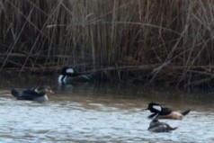 Hooded Merganser - ML647358613