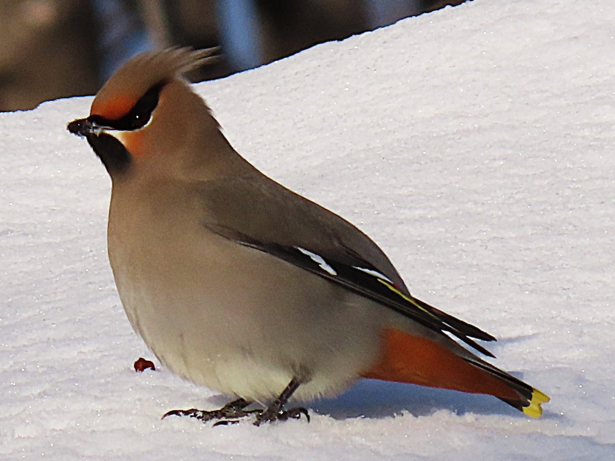 Ampelis Europeo - ML647358619