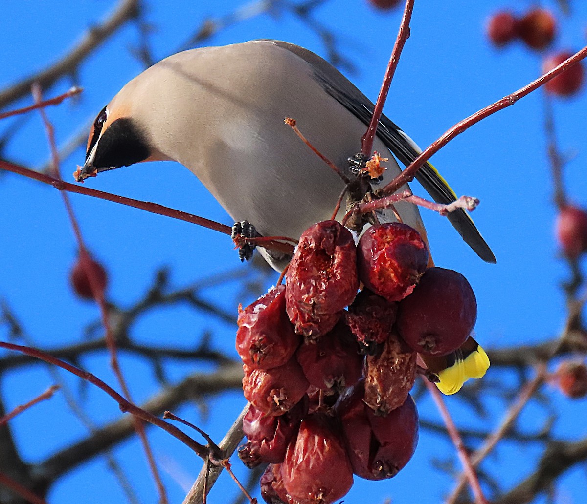 Ampelis Europeo - ML647358638