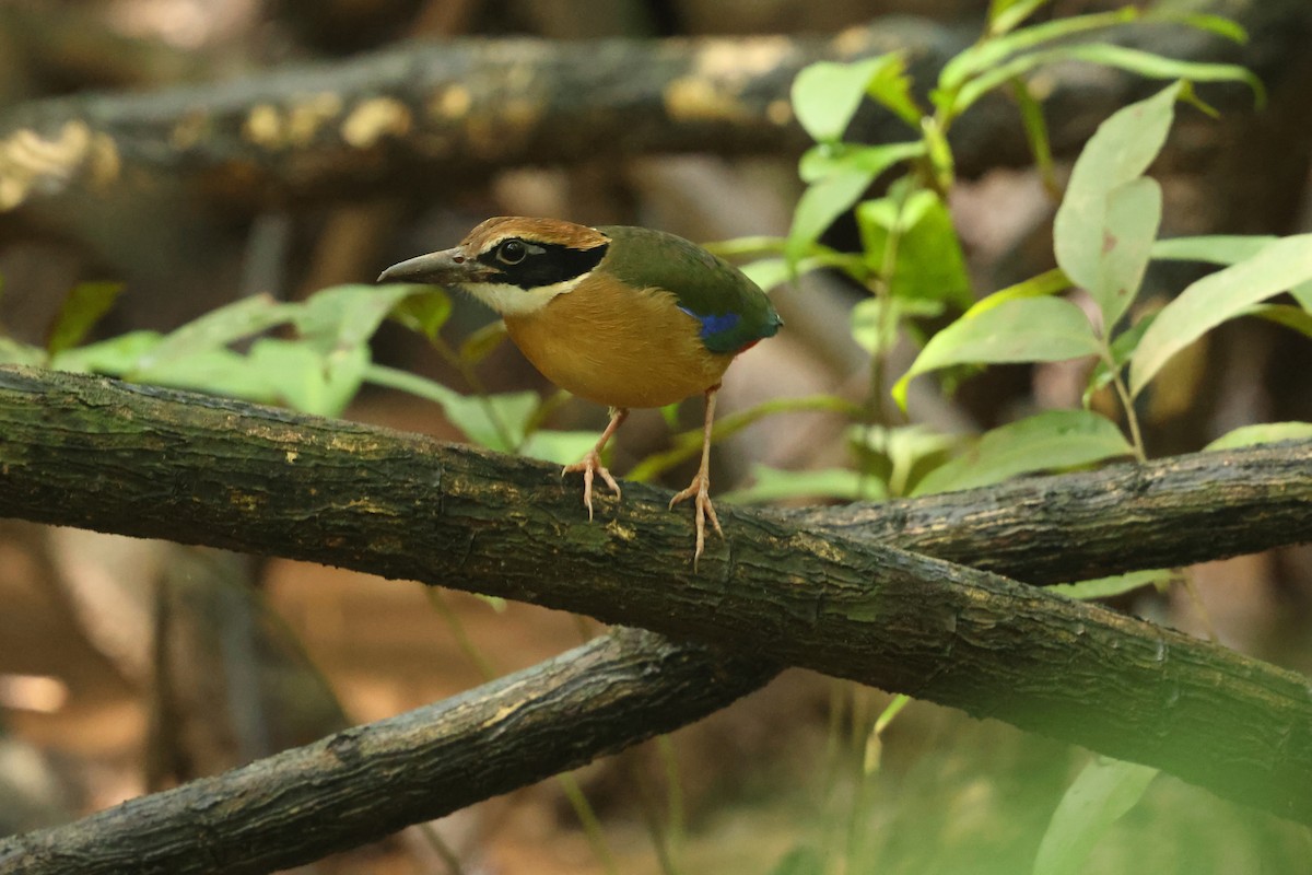Mangrove Pitta - ML647358644