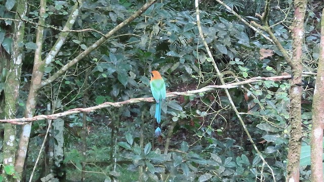 Момот широкодзьобий - ML647358645