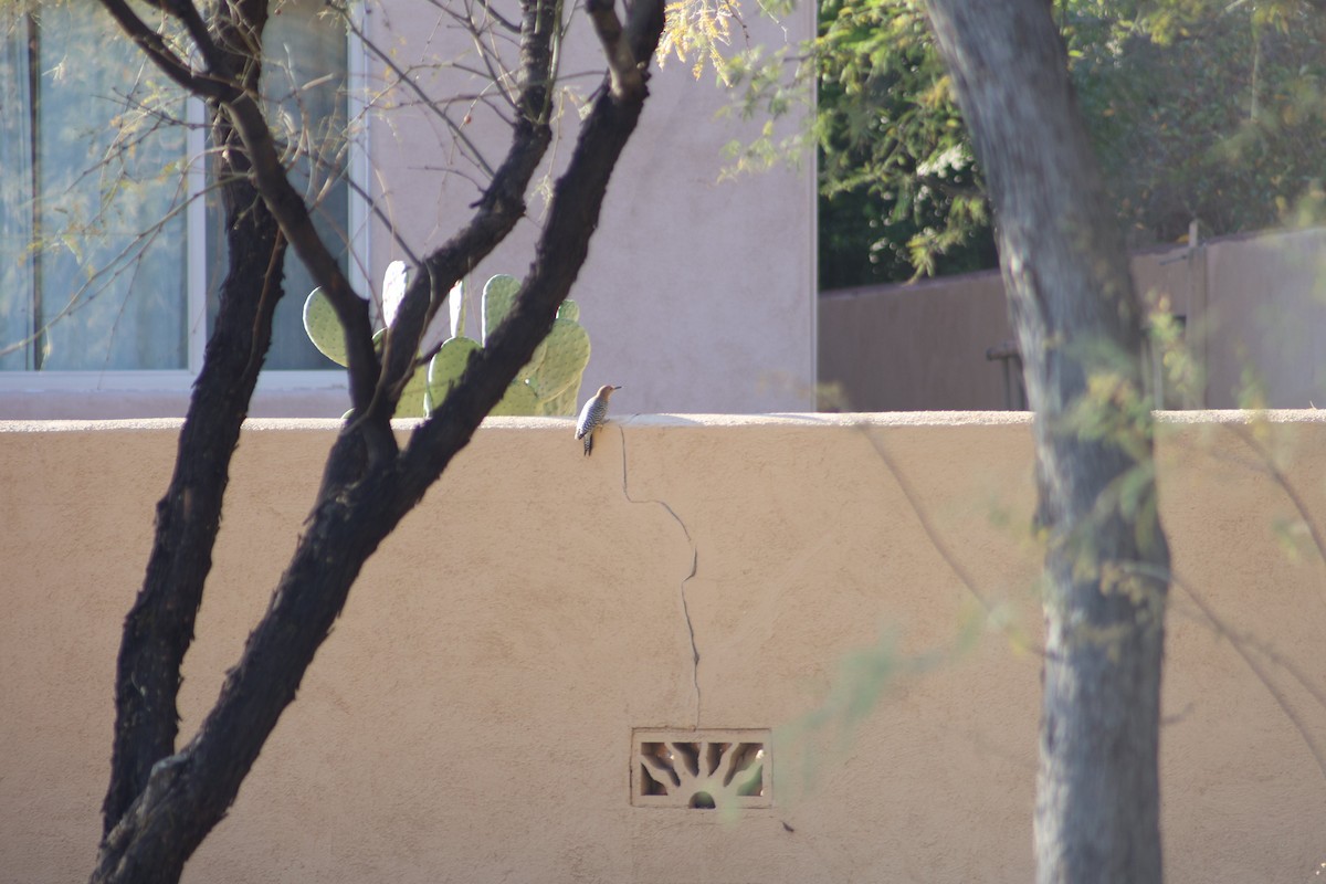 Gila Woodpecker - ML647358660