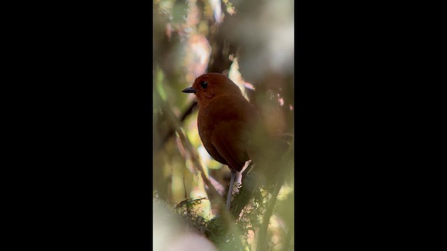 Мурашниця каштанова - ML647358676