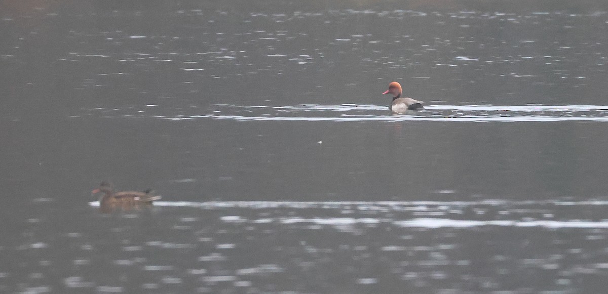 Red-crested Pochard - ML647358681