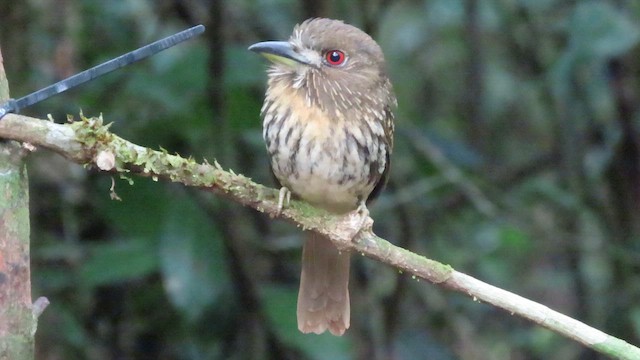 Таматія панамська - ML647358682