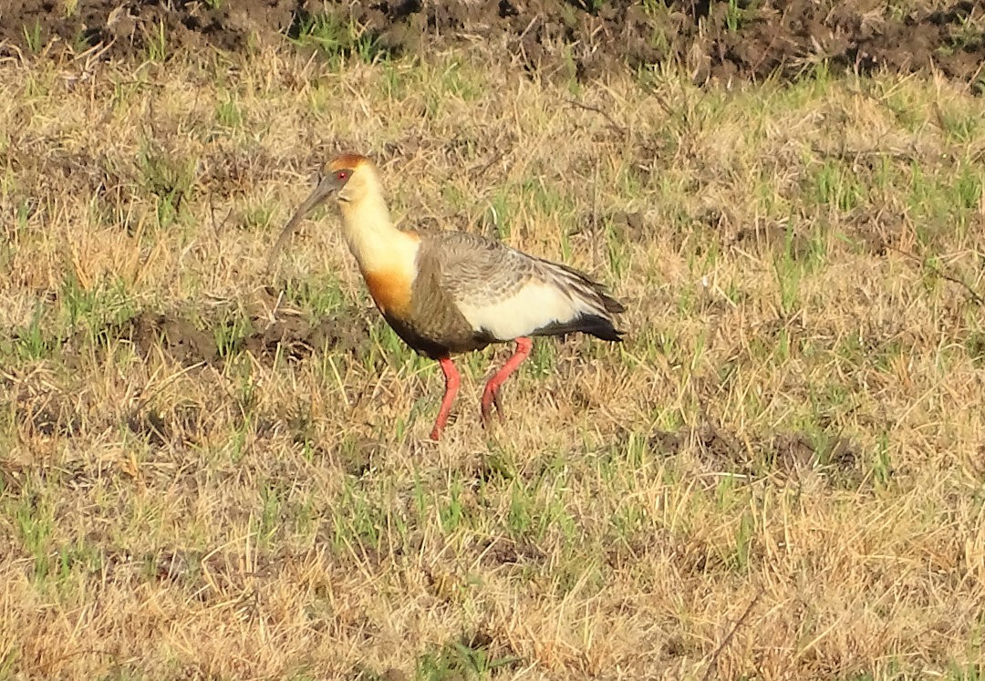 Buff-necked Ibis - ML647358701