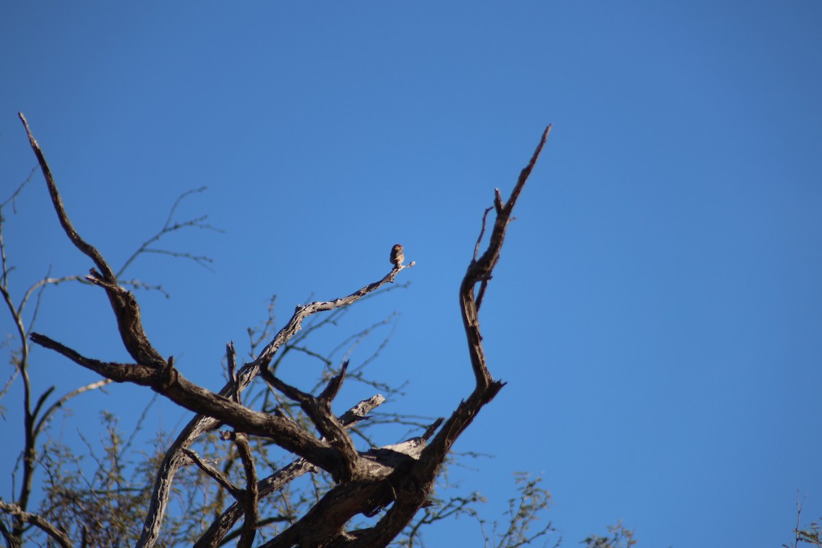 House Finch - ML647358708