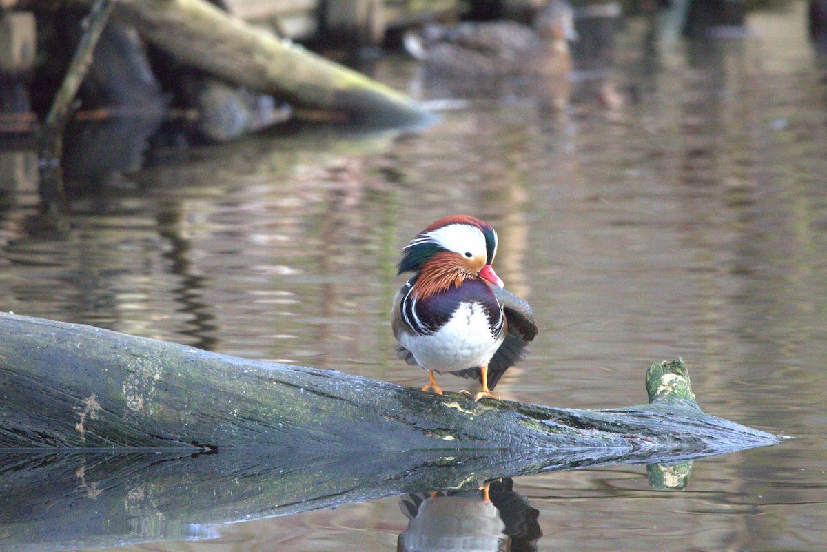 Mandarin Ördeği - ML647358711